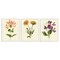 Stupell Industries Flowering Plants Vintage Illustration 3pc Framed Giclee Set, design by Connie Resch